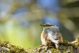Close-up Nuthatch sitting on the bark. Bad Salzschlirf, Hessen, Germany