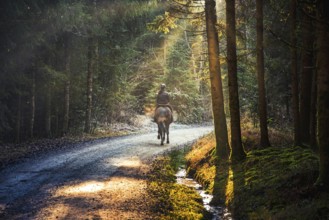 Woman riding a horse on a path in forest. Misty forest with sunbeams