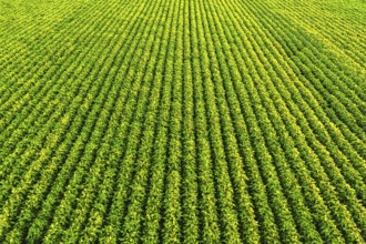 Soybean field with rows of soya bean plants. Aerial view. Agriculture in Austria