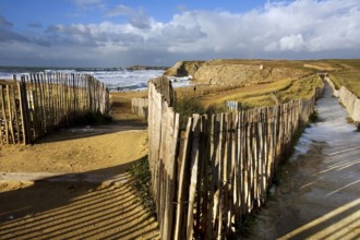 Paths to the beach, Cote Sauvage, Quiberon Peninsula, Morbihan, Brittany, Ile de Quiberon, France