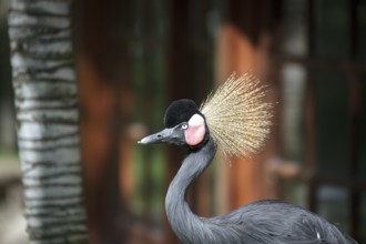 Black Crowned Crane (Balearica pavonina)
