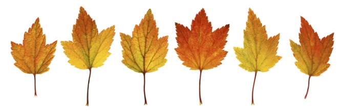 Autumn leaves from currant bush isolated on white