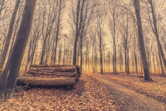 Woodstack in a forest sunrise early in the morning