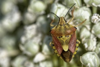 Purple fruit bug