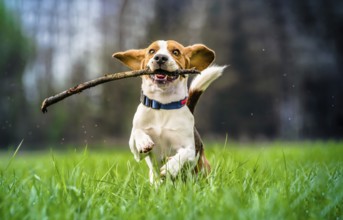 Dog with a wooden stick on a green meadow runs towards camera. Beagle dog canine outdoors concept.