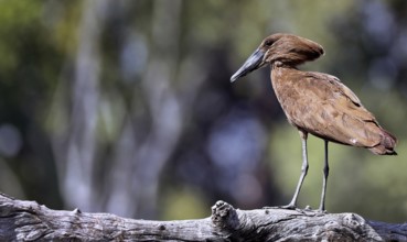 Hamerkop (Scopus umbretta), South Luangwa NP, Zambia