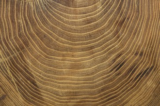 Close up growth rings tree. Resolution and high quality beautiful photo