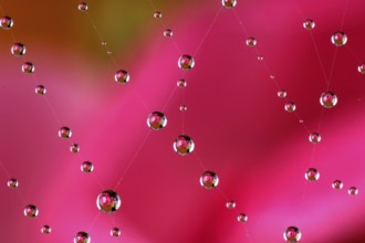 Dewdrops in a spider's web