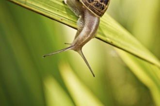 Snail in the summer garden