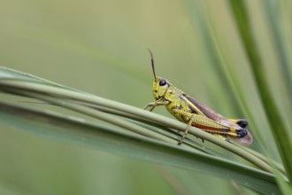 Large marsh grasshopper (Stethophyma grossum), sitting on blade of grass, Murnauer moss nature