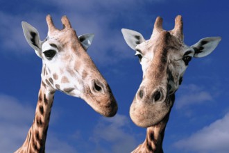Giraffes (Giraffa camelopardalis)