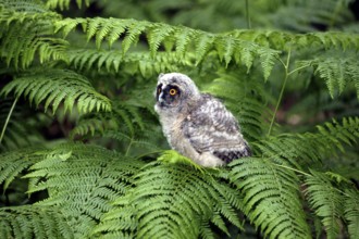 Long-eared owl (asio otus), young on fern, Normandy