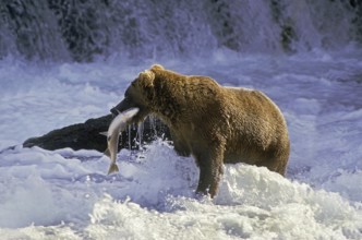 Grizzly Bear (ursus arctos horribilis), Adult standing in River, Fishing Salmon, Katmai park in