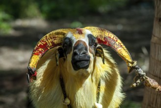 Goat waiting for kidaai Muttu Goat fighting near Madurai, Tamil Nadu, South India, India, Asia