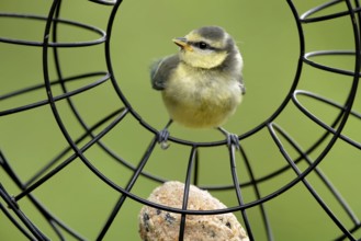 Juvenile blue tit at the feeding ring