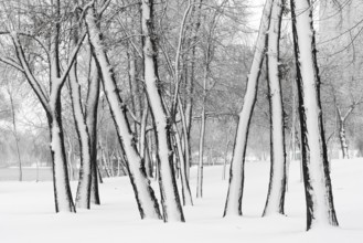 Trees in the Natalka park, close to the Dnieper river in Kiev, Ukraine. One side of the trees is