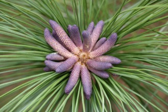Caribbean (Pinus elliottii) pine, Florida, Elliot pine, USA