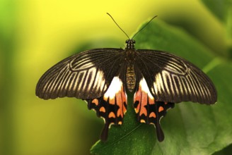 Scharlachroter Schwalbenschwanz, PAPILIO RUMANZOVIA