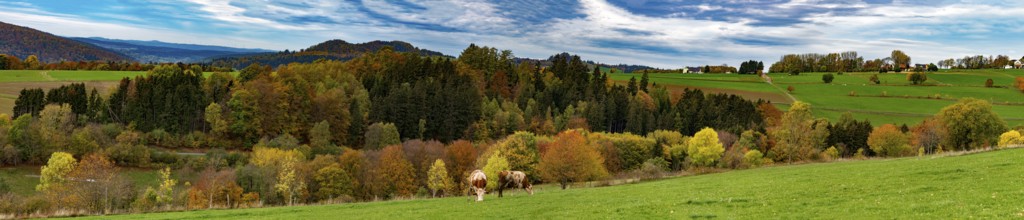 Autumn forest in the Rhön, panoramic photo, Gersfeld (Rhön), Hesse, Germany
