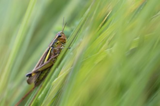 Large marsh grasshopper (Stethophyma grossum), sitting on blade of grass, Murnauer moss nature
