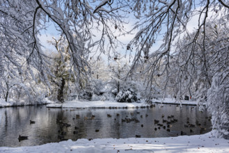 Ducks, brook and trees, winter with snow in the southern part of the English Garden, Munich,