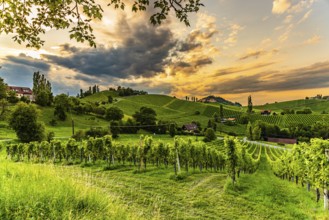 South styria vineyards landscape, Sulztal near Gamlitz, Austria. Grape hills view from wine street
