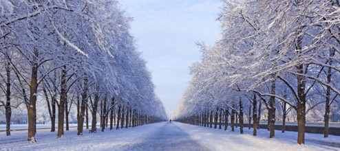 Snow-covered avenue in Herrenhausen, Hanover, Lower Saxony, Germany