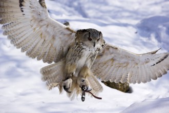 Eurasian eagle-owl (Bubo bubo), Europe, middle-Europe, Europa, Mitteleuropa
