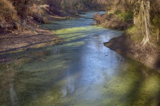 In the alluvial forest