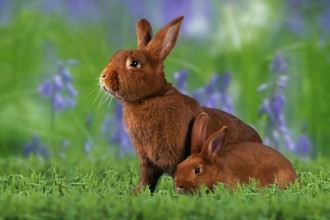Rabbit with young, Red New Zealander rabbit with young, Red New Zealander rabbit, Red New