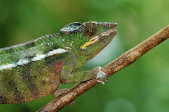 Willsi Canopy Chameleon (Furcifer willsii) (Chamaeleo willsii), side, Madagascar