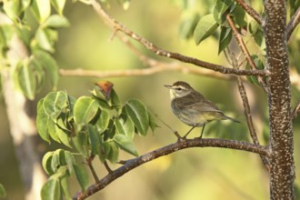 Palm Warbler