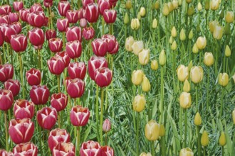 Flower Bed of Red and Yellow Tulips Keukenhof, Netherlands