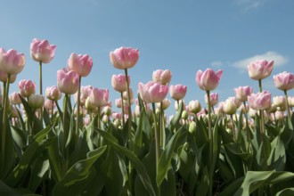 Pink tulips in front of a blue sky