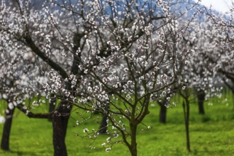 Apricot trees (Prunus armeniaca) in bloom, Wachau, Austria's largest apricot-growing region, Lower