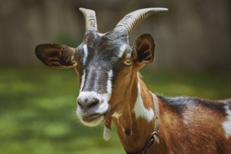 Portrait of Nanny Goat against the Dark Background Devnja, Bulgaria