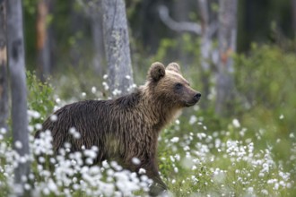 European brown bear (Ursus arctos), Europe, Scandinavia, Finland, young