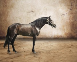 Andalusian breed stallion at abstract background