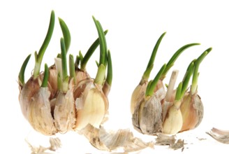 Germinate garlic with peel isolated on white background
