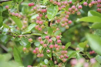 Shrub apple (Malus toringo var. sargentii), Dresden Botanical Garden, Saxony, Germany