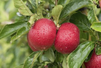 Apple (Malus domestica 'Idared'), Bundessorteamt, testing centre Wurz, Germany
