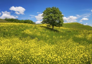 Landscape with a lonely tree in a yellow flowering meadow