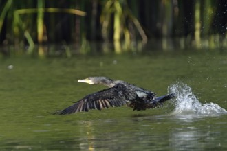 Cormorant in the Upper Lusatian pond area, Phalacrocorax carbo, Great Cormorant