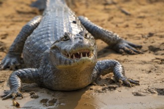 Caiman (Caimaninae), Alligator (Alligatoridae), Crocodile (Crocodylia), frontal, close-up, eye