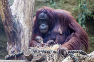 Orangutan