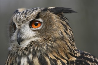 Bubu Bubo