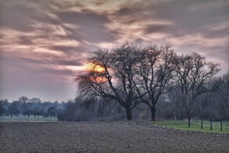 Field and trees at sunset with violet skies, Baden, Germany