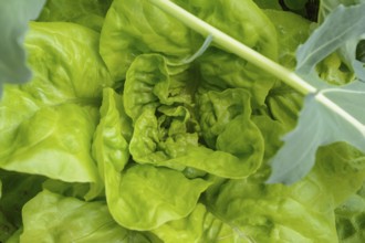 Strong green lettuce - close-up of leaf lettuce