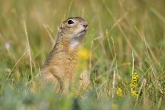 European ground squirrel in the Czech Republic. Spermophilus or Citellus in Czech Republic