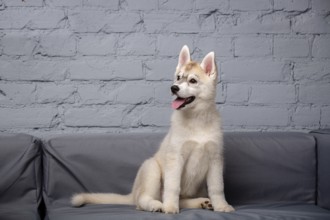 An active cheerful puppy of the age of two and a half months, a female of the light red husky breed